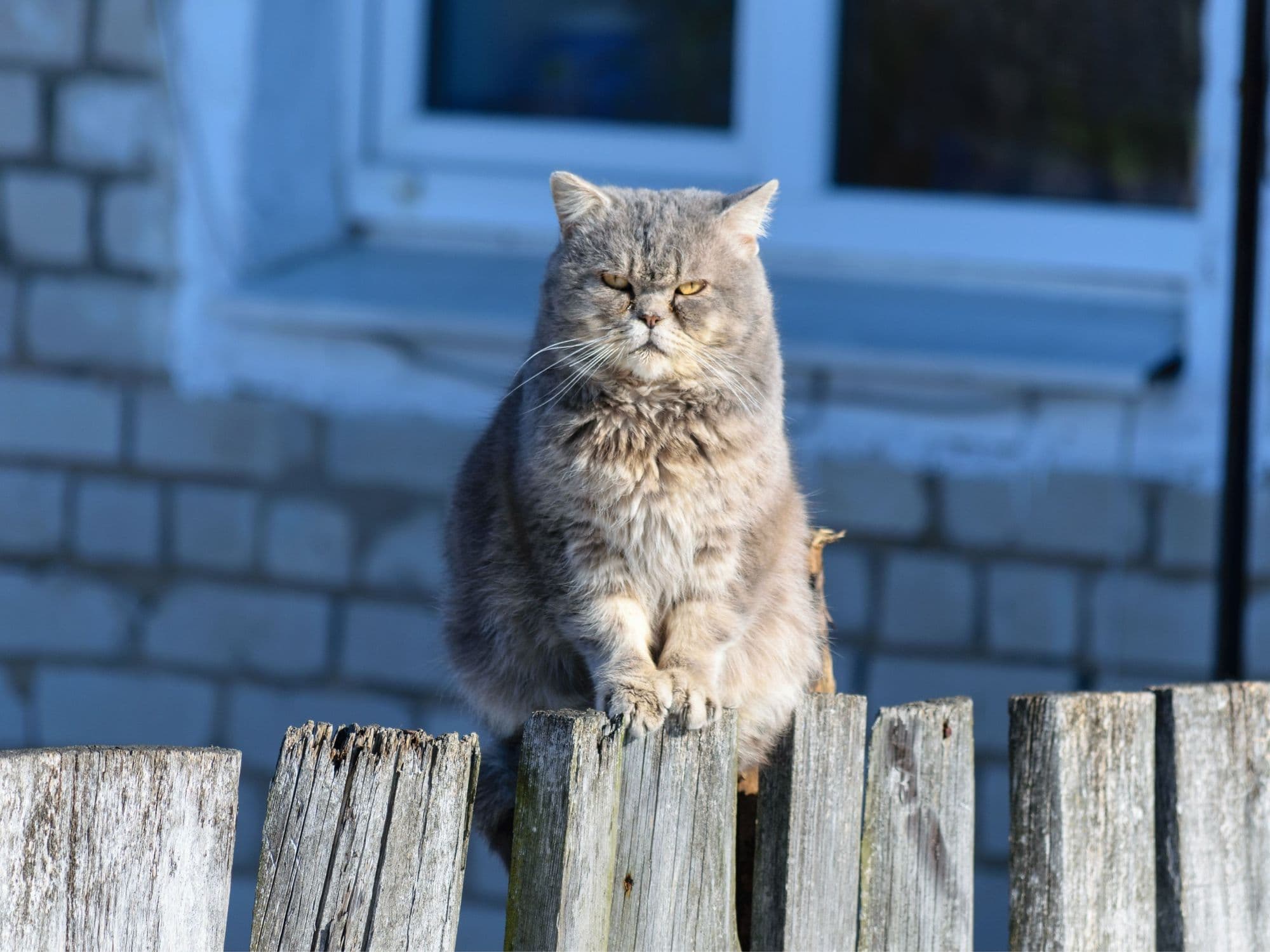 Grantige%20Katze%20auf%20Zaun