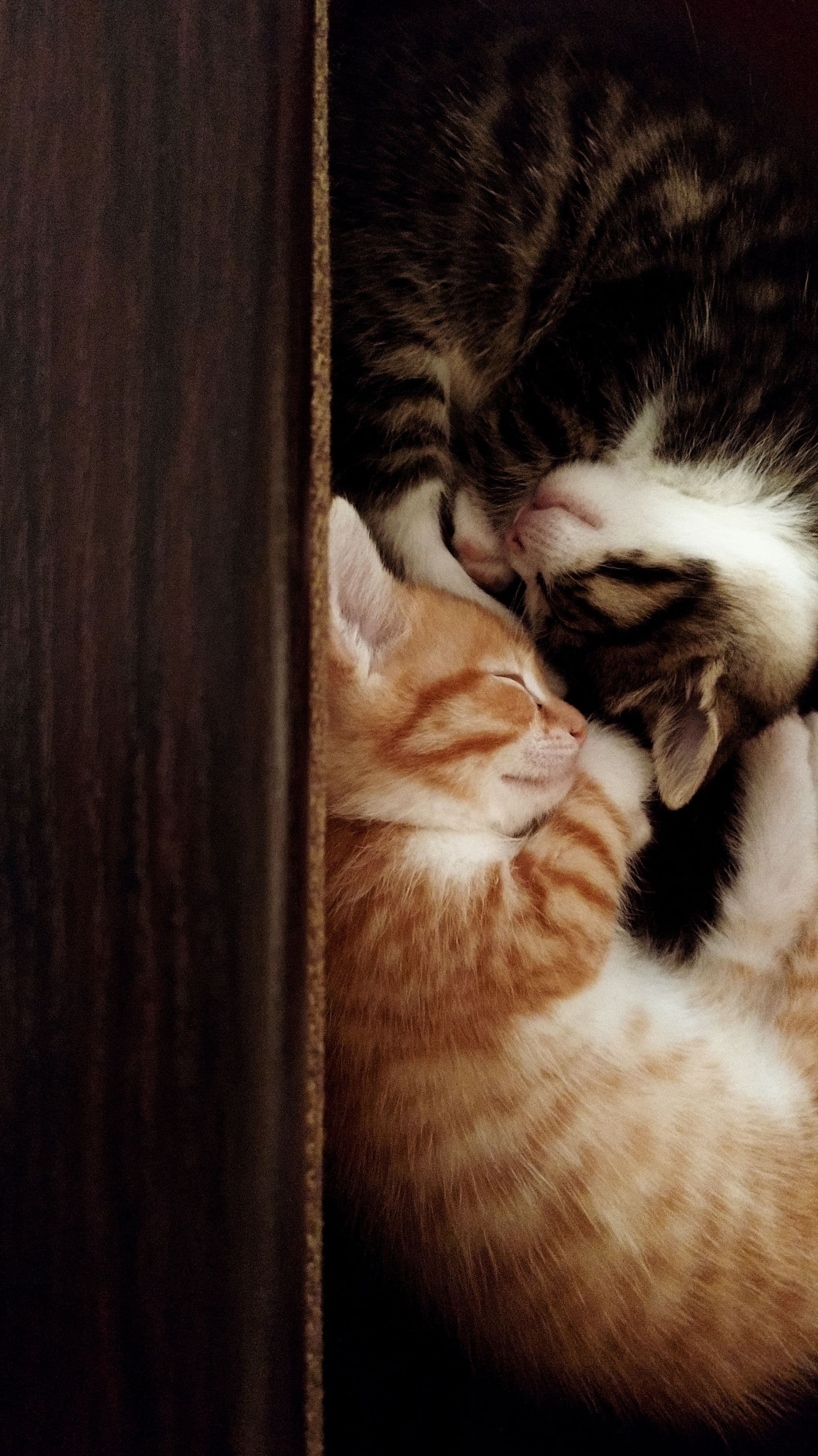 Katzenbabies%20beim%20Schlafen
