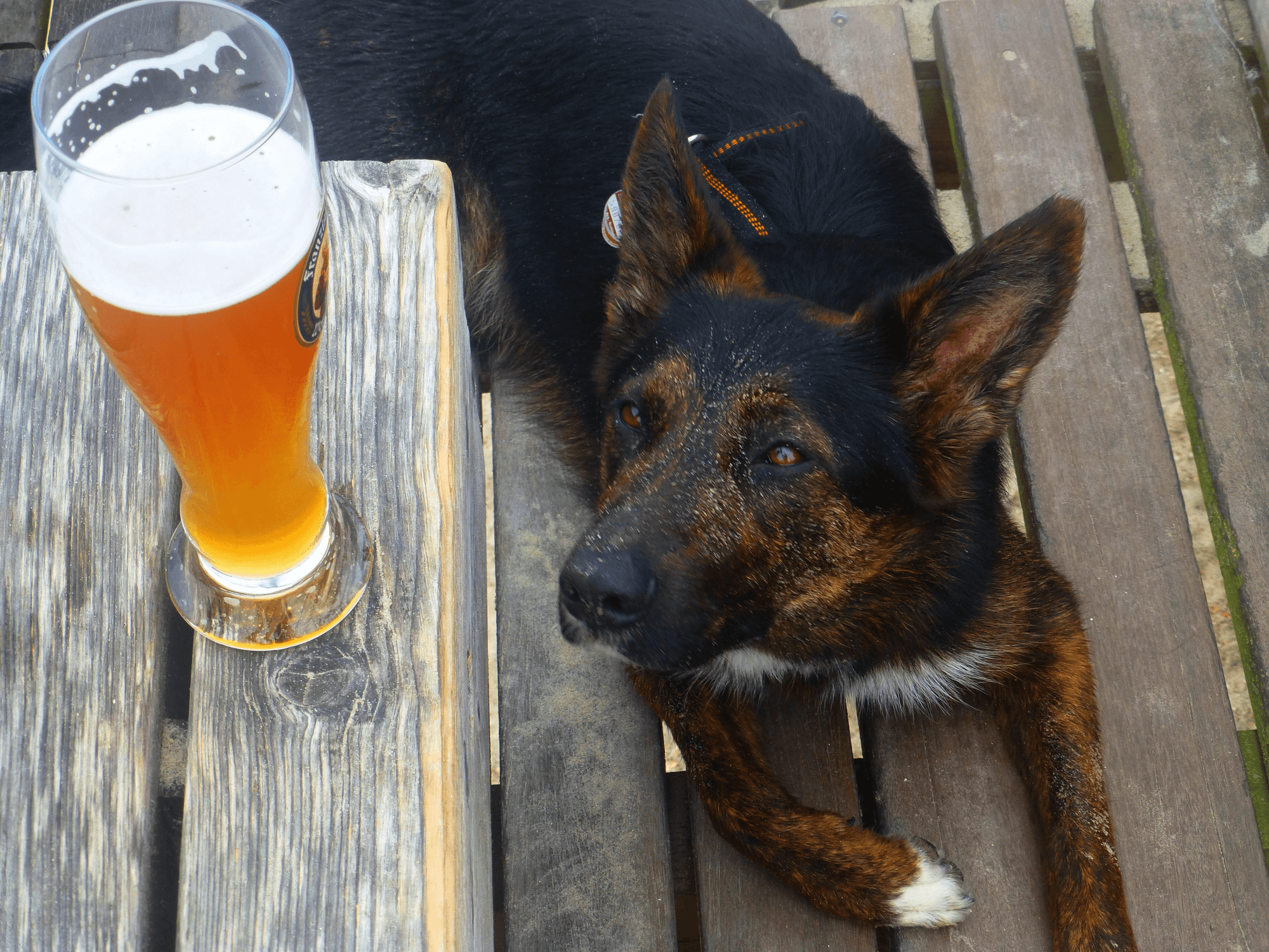 Hund%20schielt%20auf%20Bier